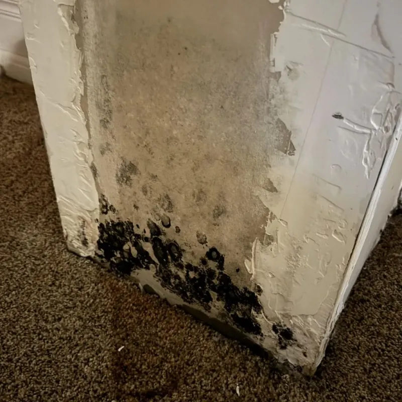 Professional Mold Removal in Fairland, OK